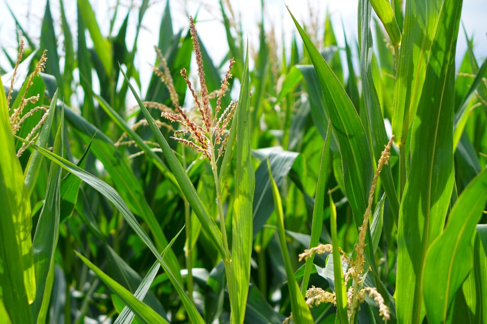 Agriculture field fields