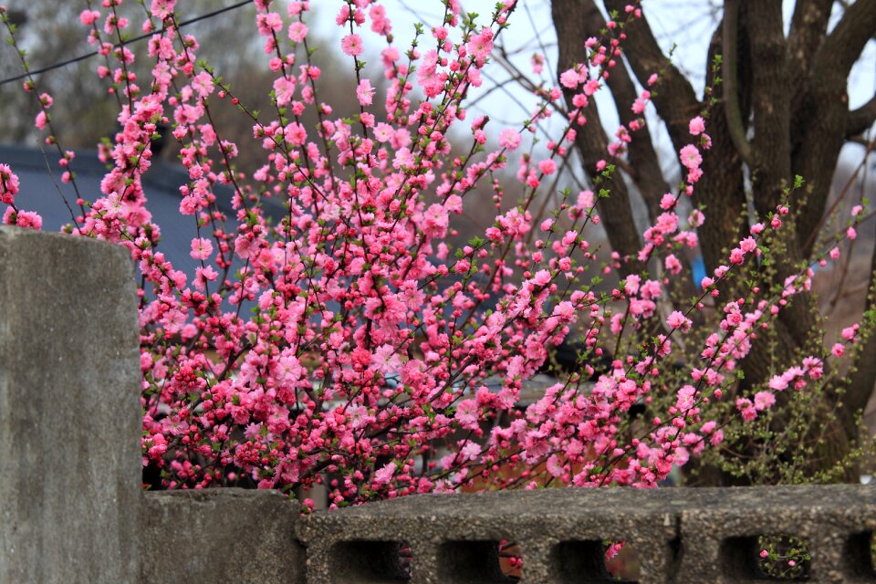 Plants season garden