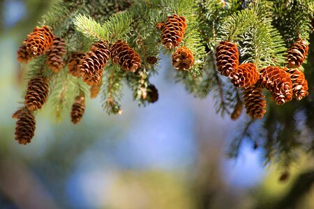 Pine branch fir photo