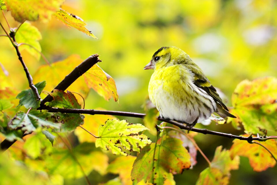 Colorful branch perched