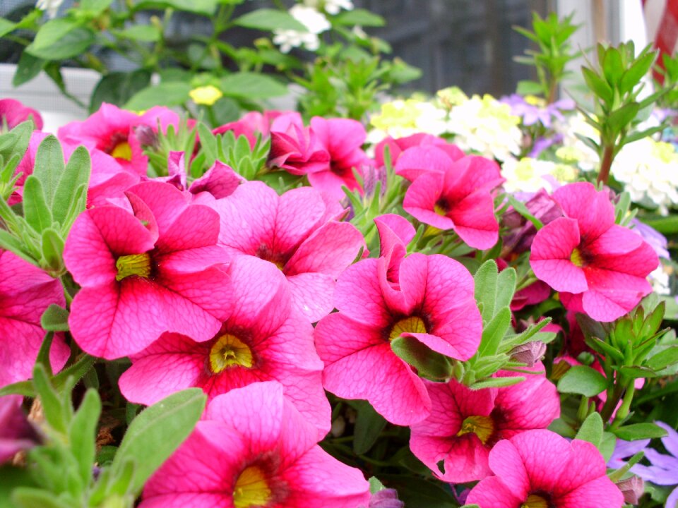 Garden outside summer