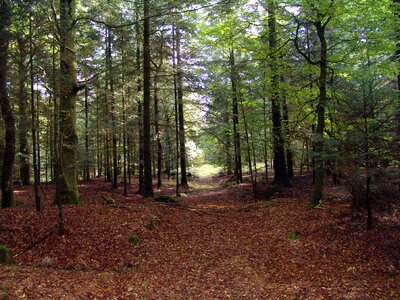 Green landscape glade photo