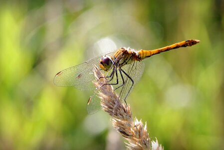 Macro wings wing photo