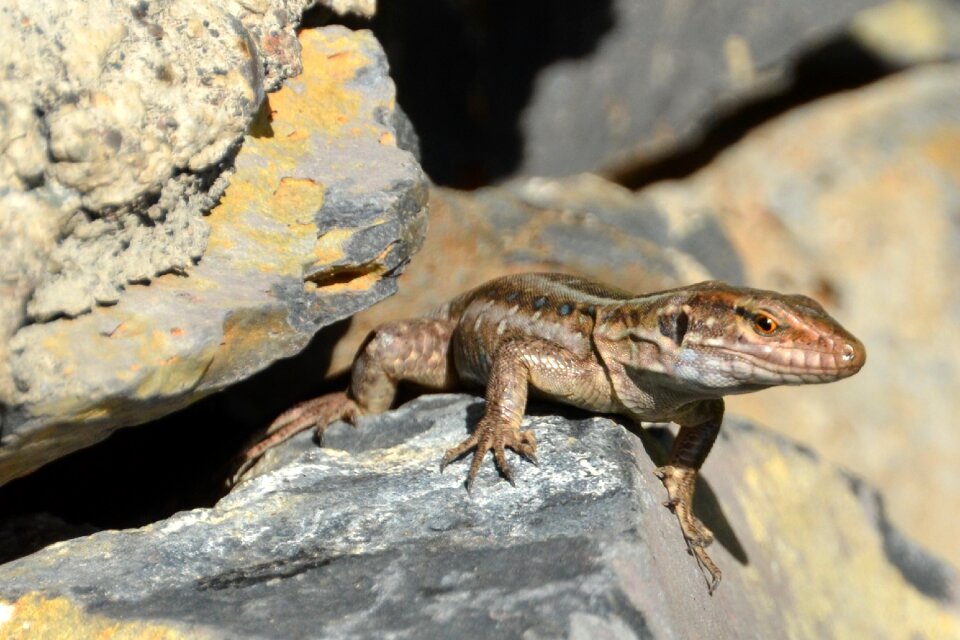 Nature reptile lizard