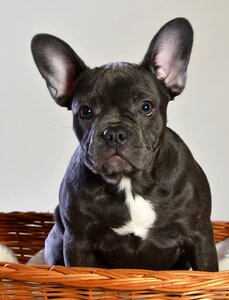 Dog animal puppy