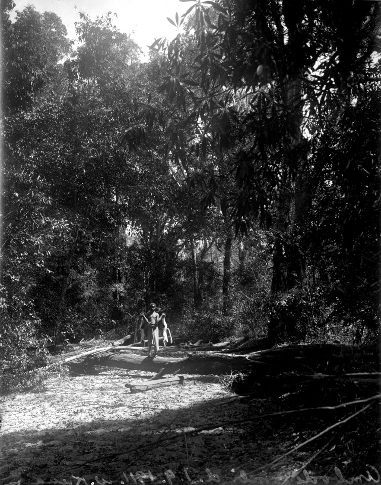 Utflykt. En antimor med ett par stycken halvapor. Ambodifomby, Ambodifombi. Madagaskar - SMVK - 001749
