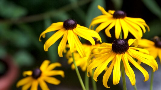 Garden yellow bright photo