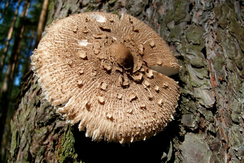 Mushroom owl nature autumn
