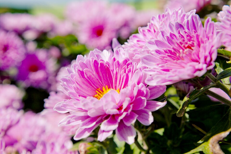 Nature plants garden