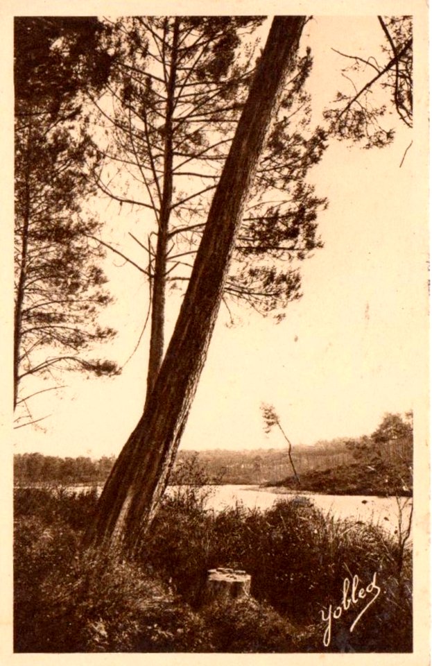 Uza (Landes) - vue sur l'étang 2