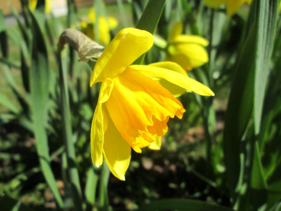 Garden yellow flowers