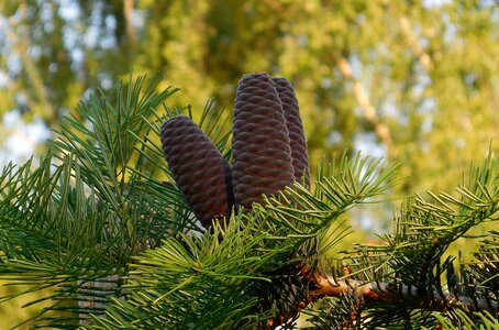 Conifers tree cones