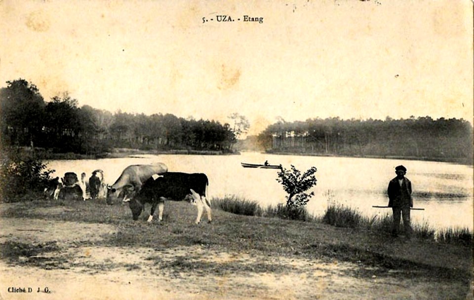 Uza (Landes) - vue sur l'étang 3