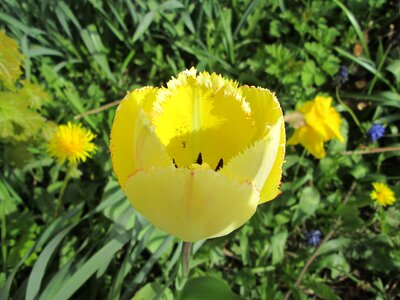 Tulips flower flowers