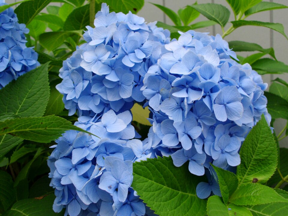 Blue garden summer