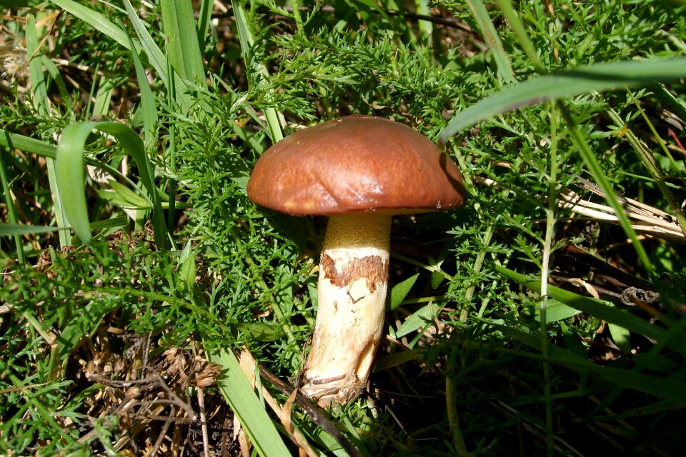 Mushroom maslak nature