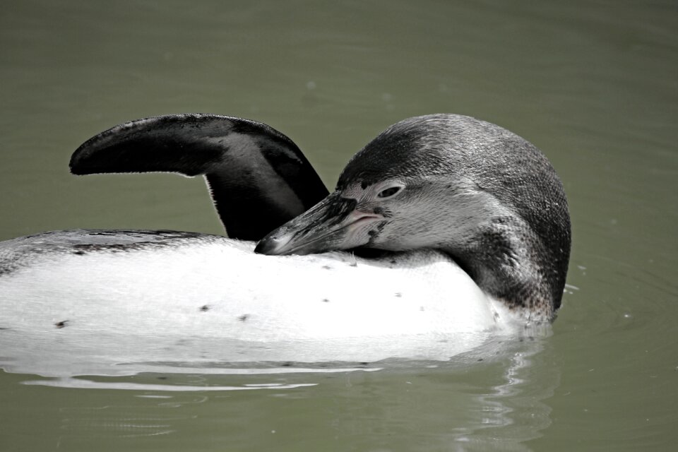 Backstroke concerns head