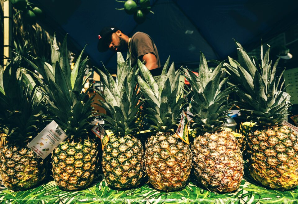 Harvest farm pineapple