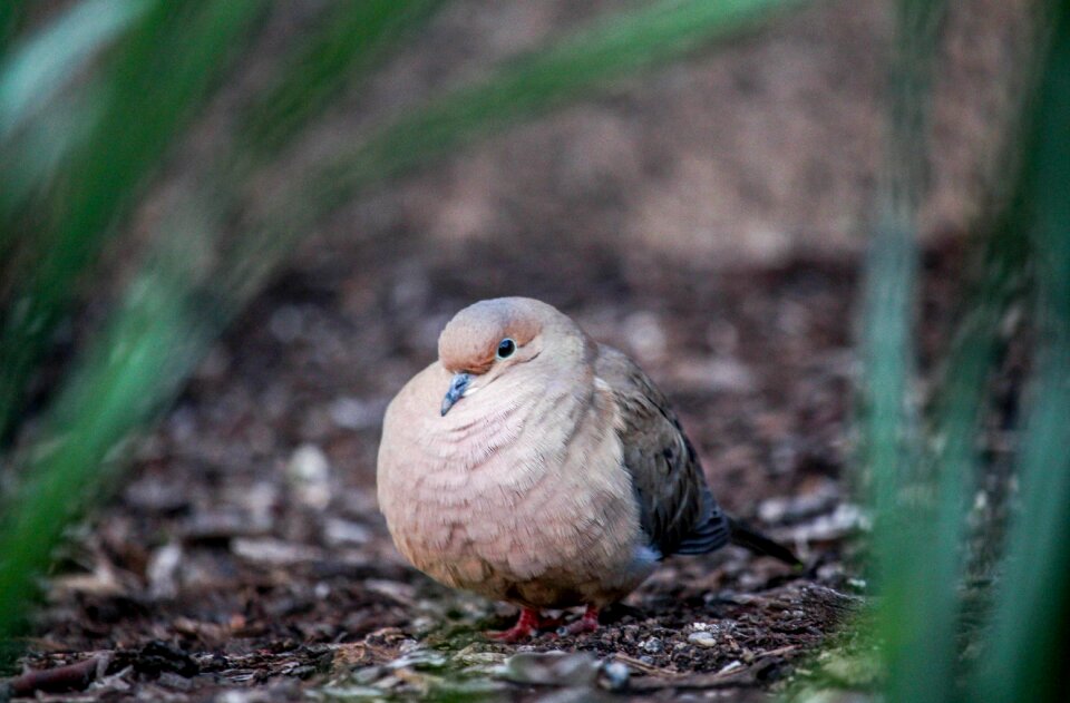 Wildlife outdoors animal
