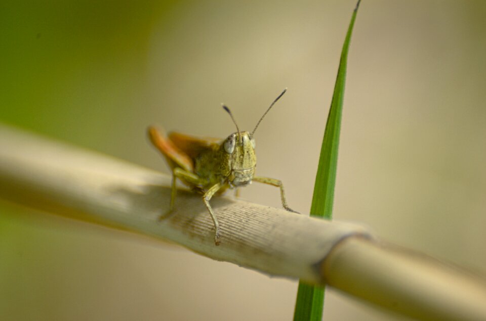 Insect close up macro