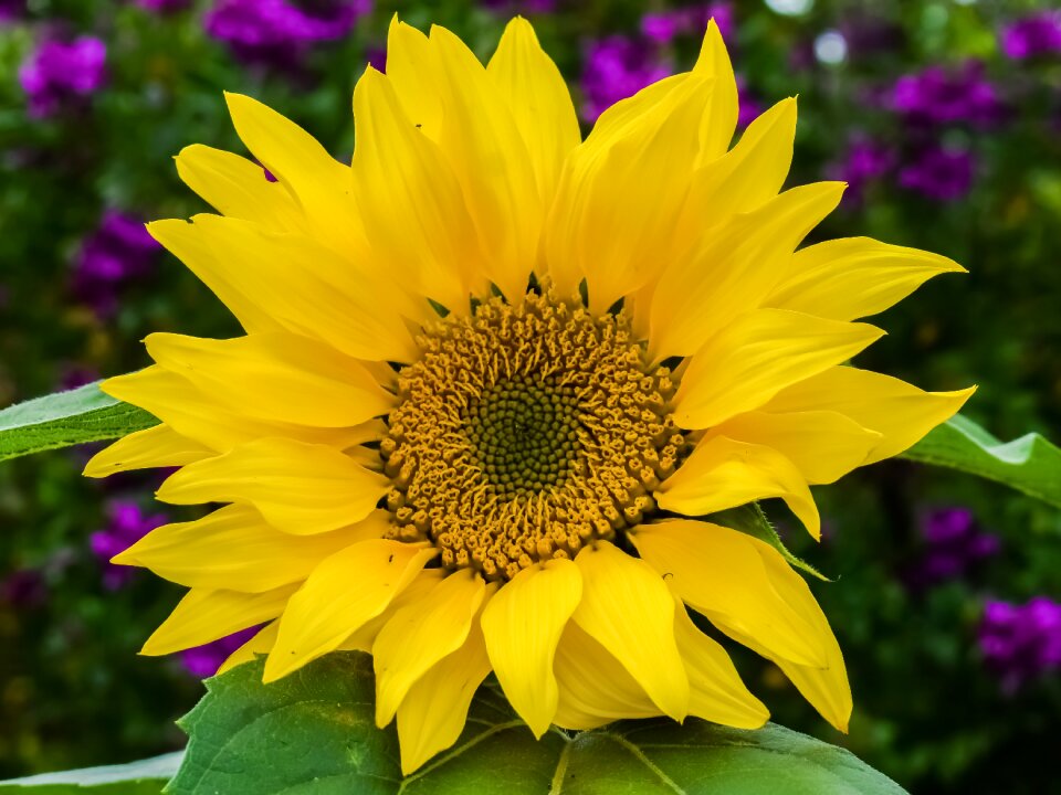 Flora spring garden