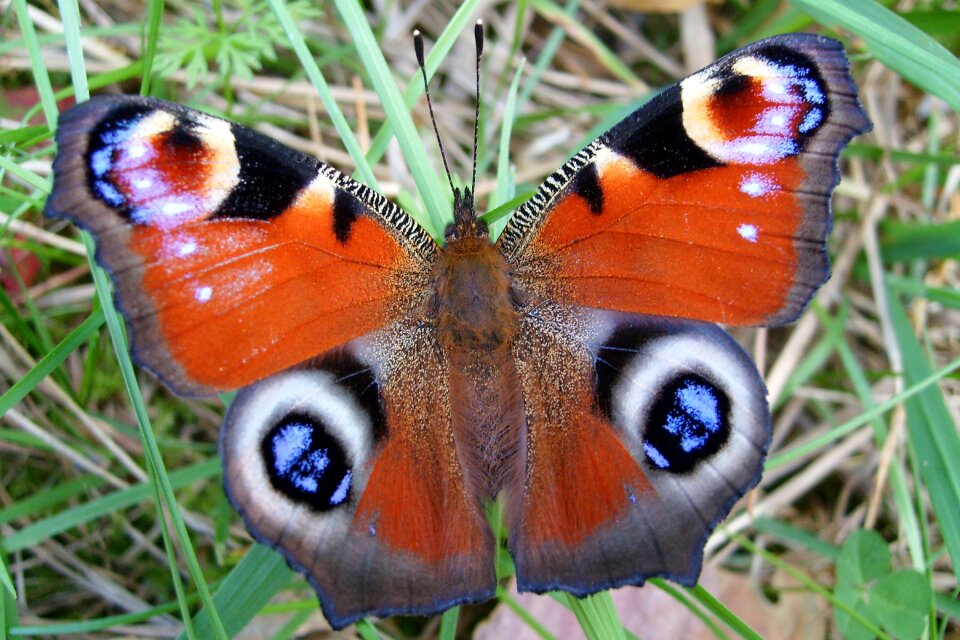 Nature insect macro