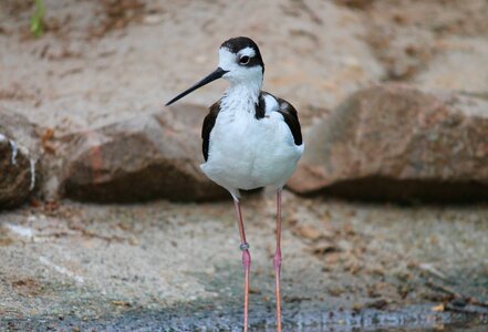 Himantopus mexicanus bird water bird
