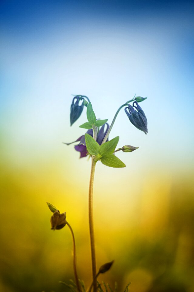 Sheet flower grass