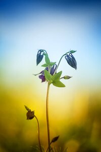 Sheet flower grass