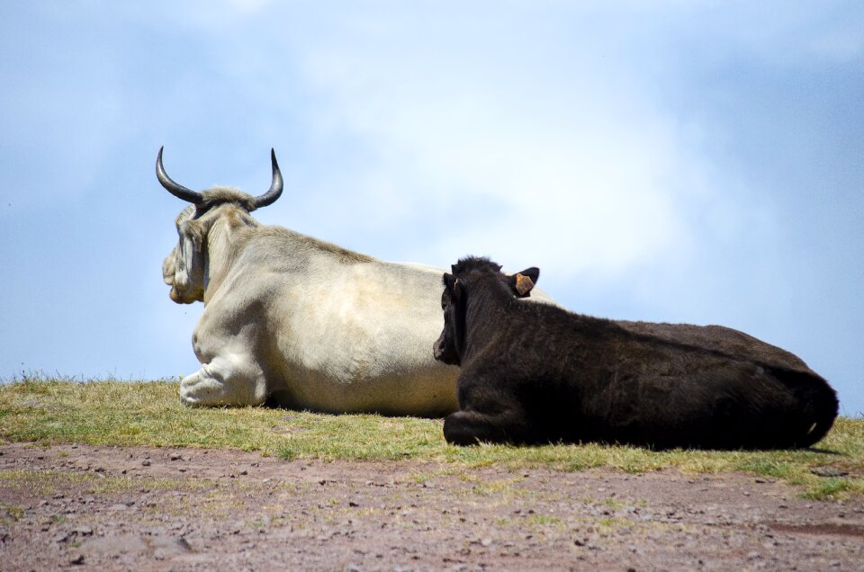 Pasture land landscape calf