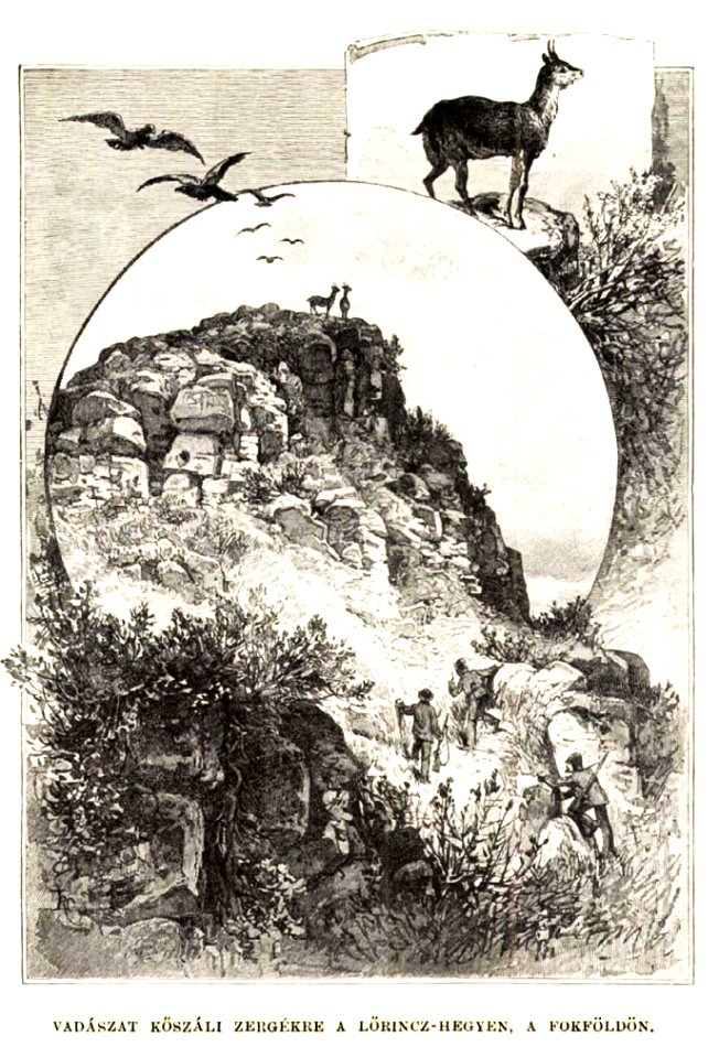 Vadászat kőszáli zergékre a Lőrincz-hegyen, Fokföldön, Vasárnapi Ujság, 1889