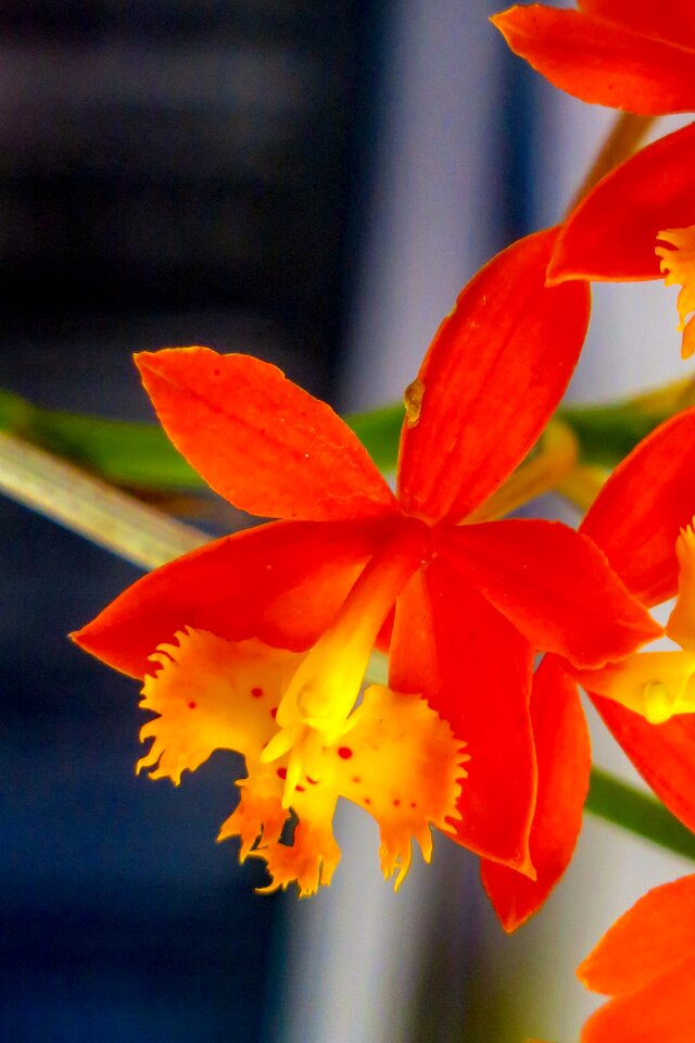 Petal flower's bloom