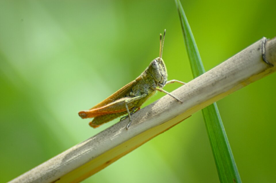 Insect close up macro photo