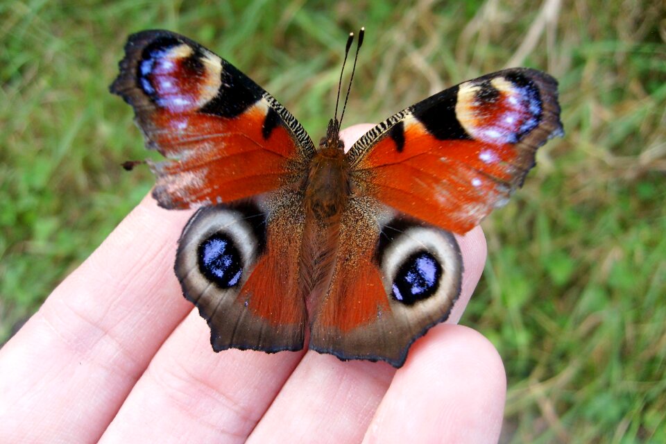 Butterfly in your hand wings the delicacy
