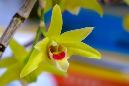 Petal flower's bloom