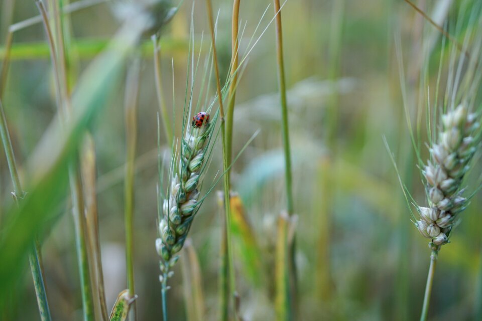 Agriculture field fields
