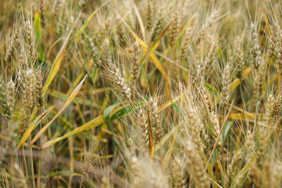 Agriculture field fields