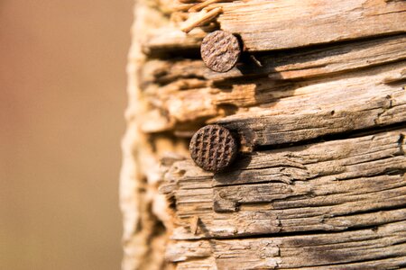 Woods background nail