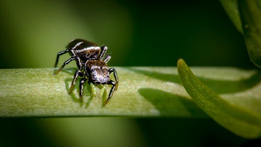 Small spider arachnids insect