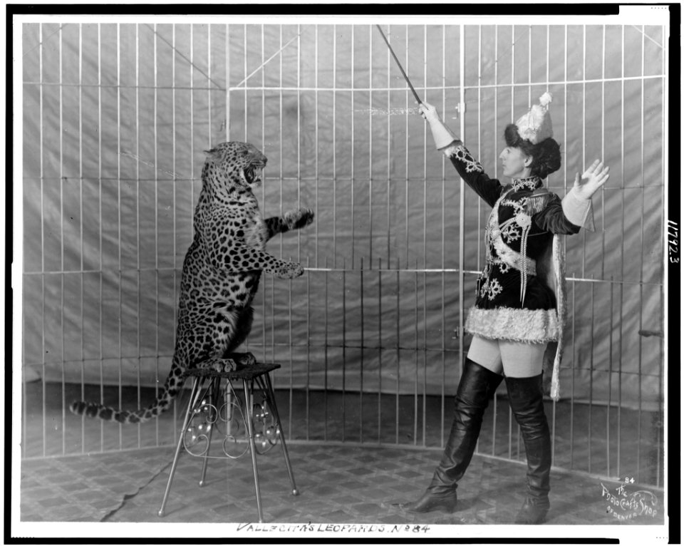 Vallecita's leopards LCCN97513782