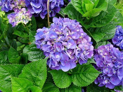 Summer garden purple