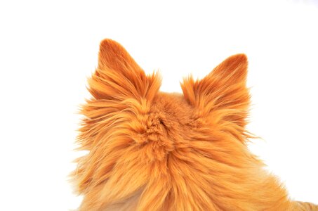 Wool white background furry