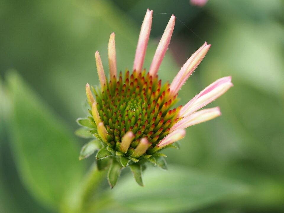 Flora background romance