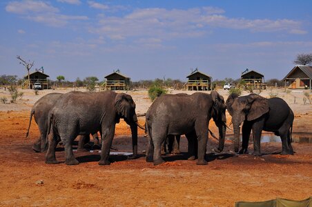 Wildlife safari animal photo