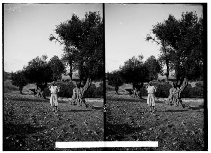 Valleys of Jehoshaphat and Hinnom. Olive grove in the Valley of Jehoshaphat. LOC matpc.00930
