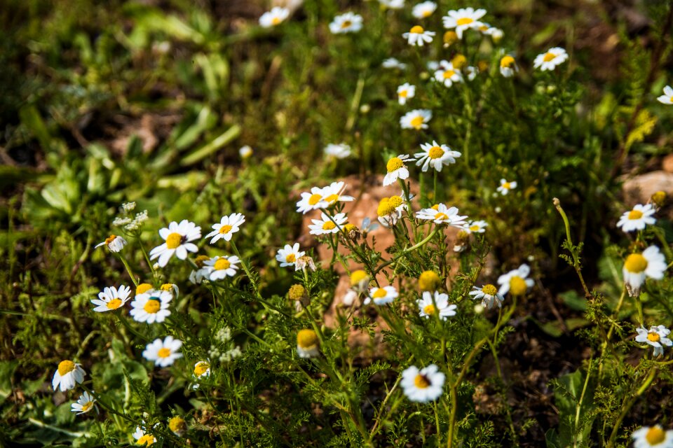Flora hayfield summer