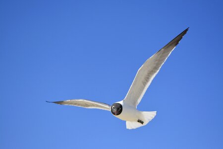 North carolina crystal coast blue sky