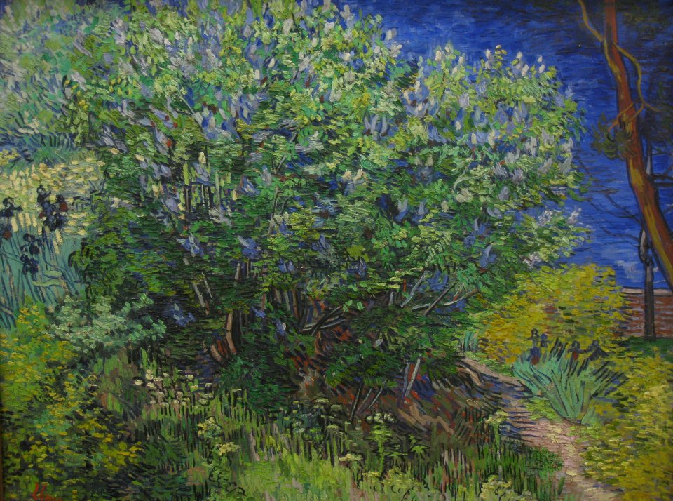 Bush Van Gogh IMG 7269