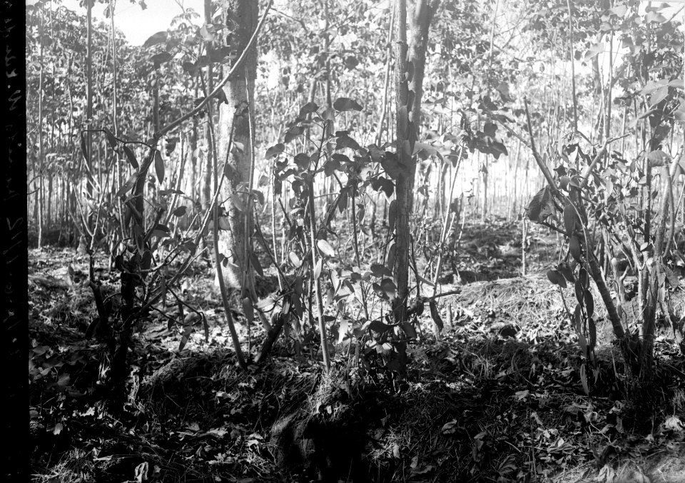 Vaniljplantering. s-te Marie de Marovoay. Madagaskar - SMVK - 021762