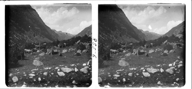Vaques pasturant a Caldes de Boí